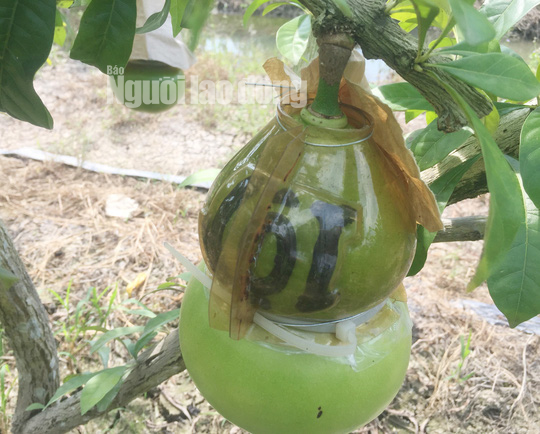 73 tuổi, cụ &ocirc;ng vẫn qu&aacute;n xuyến vườn đ&agrave;o ti&ecirc;n khủng tạo h&igrave;nh hồ l&ocirc;  - Ảnh 6.