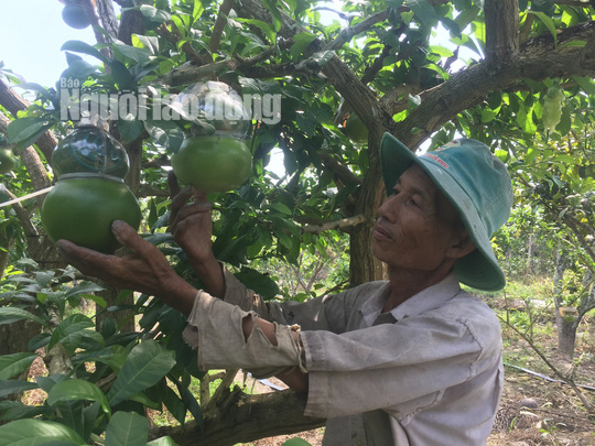 73 tuổi, cụ &ocirc;ng vẫn qu&aacute;n xuyến vườn đ&agrave;o ti&ecirc;n khủng tạo h&igrave;nh hồ l&ocirc;  - Ảnh 8.