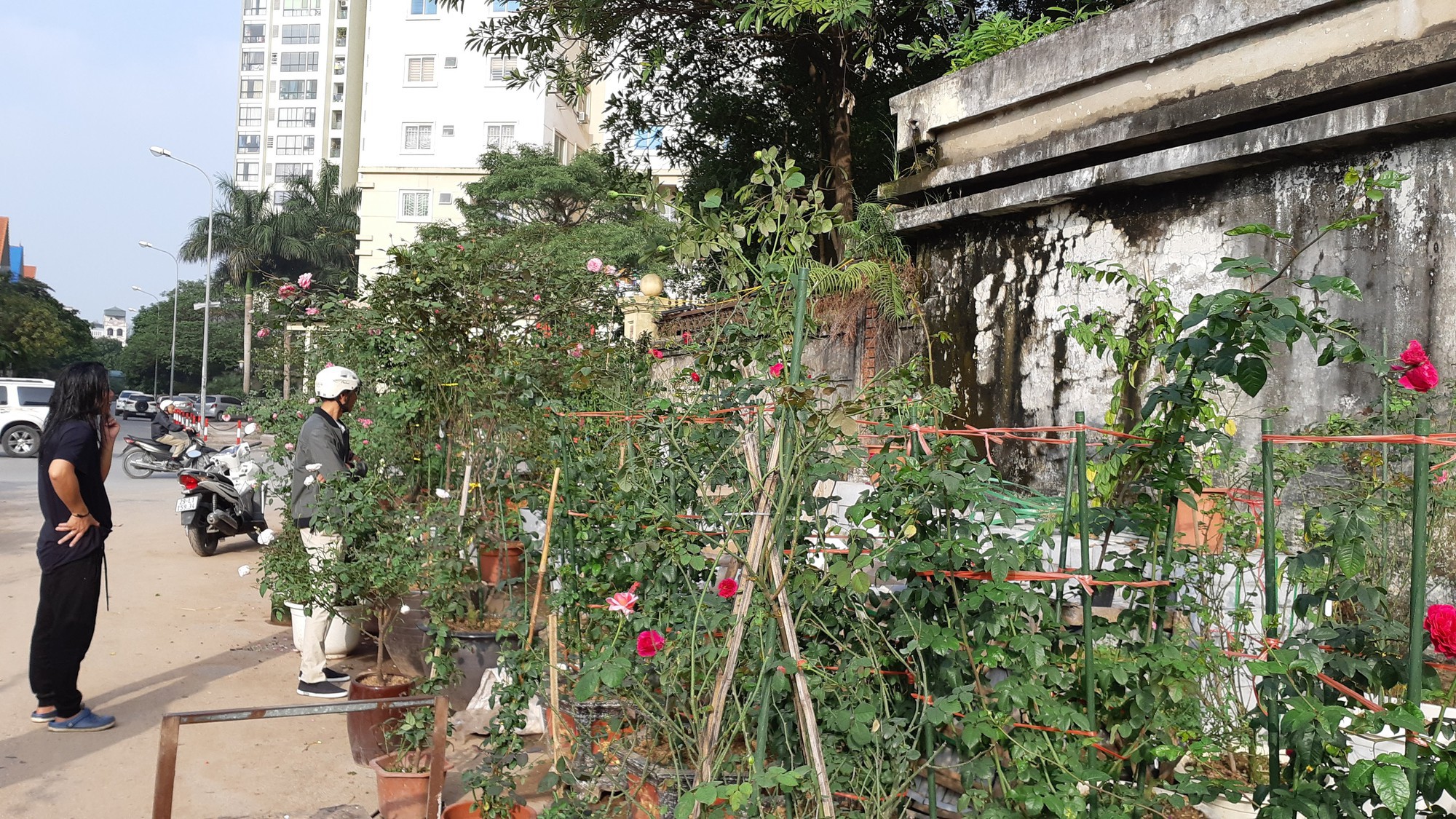 Hồng ngoại, hồng cổ Sapa hét giá chục triệu đồng/chậu - Ảnh 3.