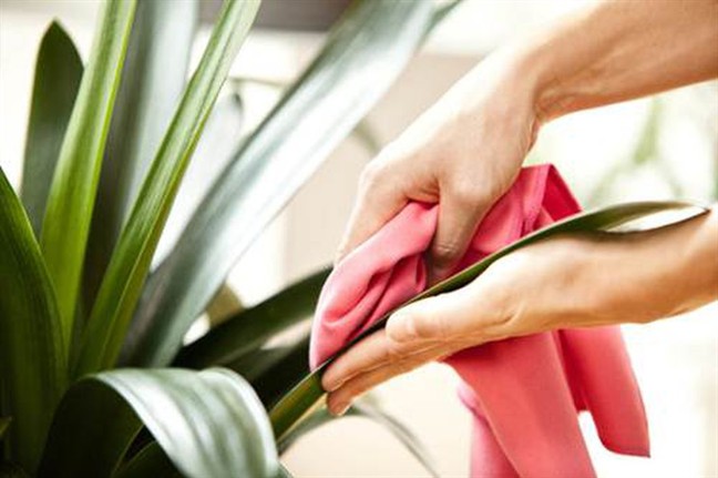 Cảnh báo 5 ổ vi khuẩn thường bị bỏ quên khi vệ sinh nhà - Ảnh 5.