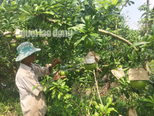 73 tuổi, cụ &ocirc;ng vẫn qu&aacute;n xuyến vườn đ&agrave;o ti&ecirc;n khủng tạo h&igrave;nh hồ l&ocirc;  - Ảnh 4.