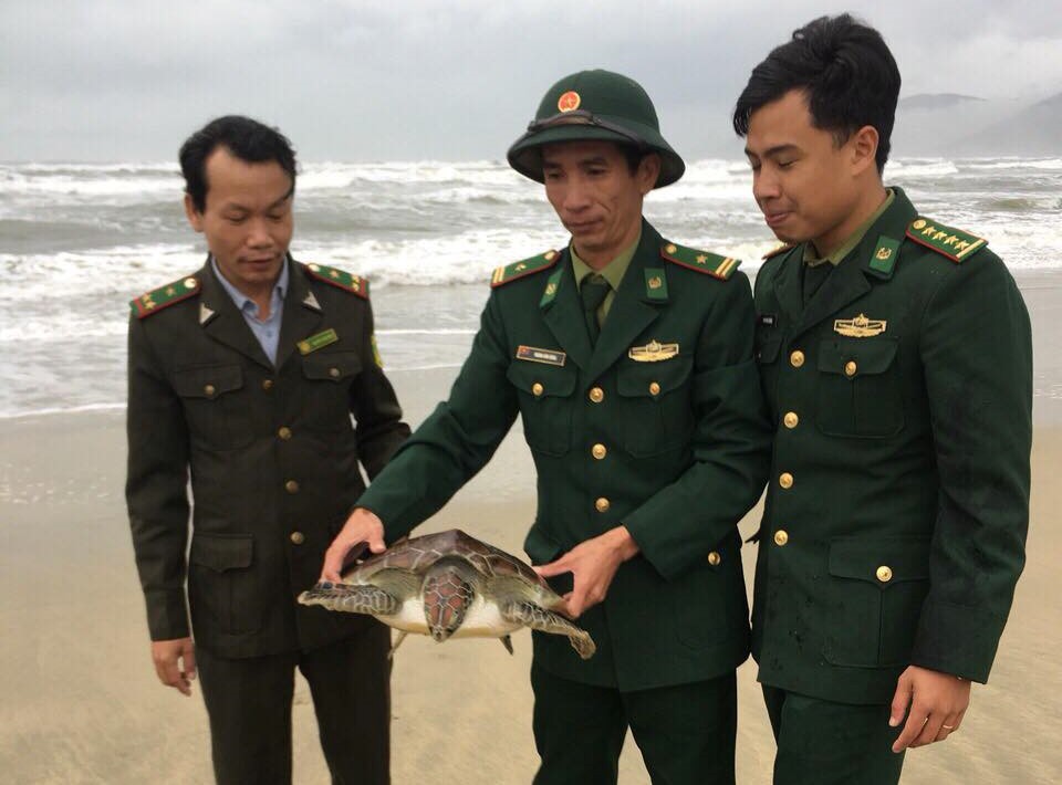 Thả một cá thể rùa biển quý hiếm về môi trường tự nhiên