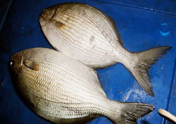 Những đặc sản hiếm c&oacute; kh&oacute; t&igrave;m &ldquo;ăn l&agrave; ghiền&rdquo; ở Quy Nhơn - Ảnh 11.