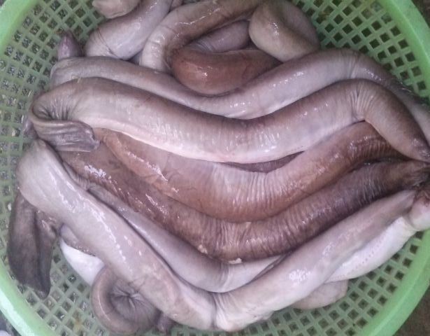 Những đặc sản hiếm c&oacute; kh&oacute; t&igrave;m &ldquo;ăn l&agrave; ghiền&rdquo; ở Quy Nhơn - Ảnh 5.
