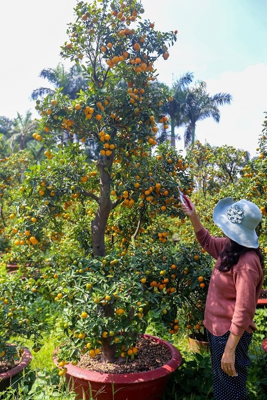 Tắc kiểng cho thuê giá 50 triệu đồng một cây ở Sài Gòn - Ảnh 6.