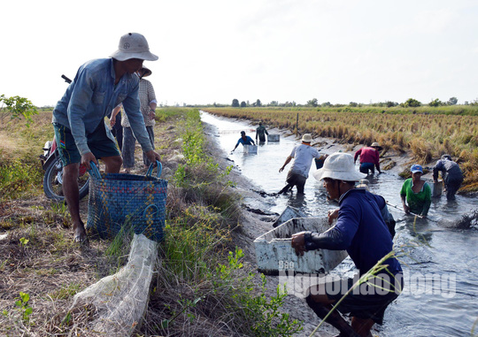 Cận Tết, về Cà Mau xem người dân quậy bùn bắt tôm càng xanh