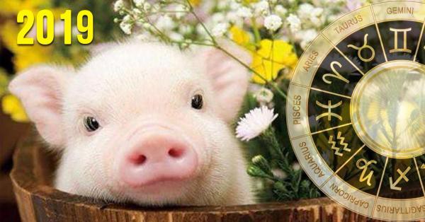 Tặng quà năm Hợi: Dễ mà không dễ!