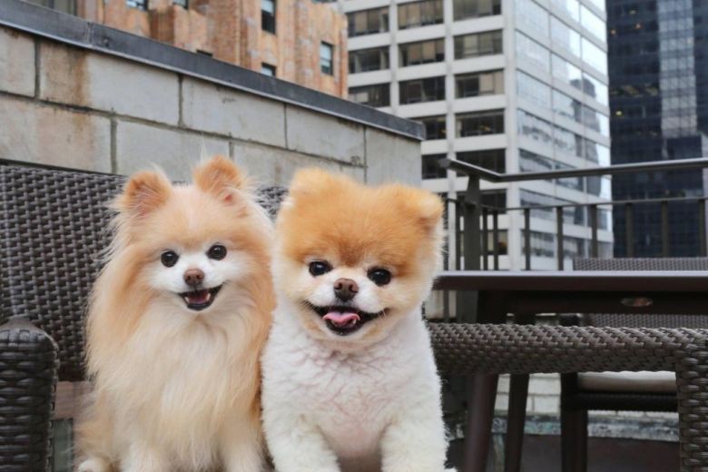 Chú chó Boo đáng yêu nhất thế giới qua đời - Ảnh 2.