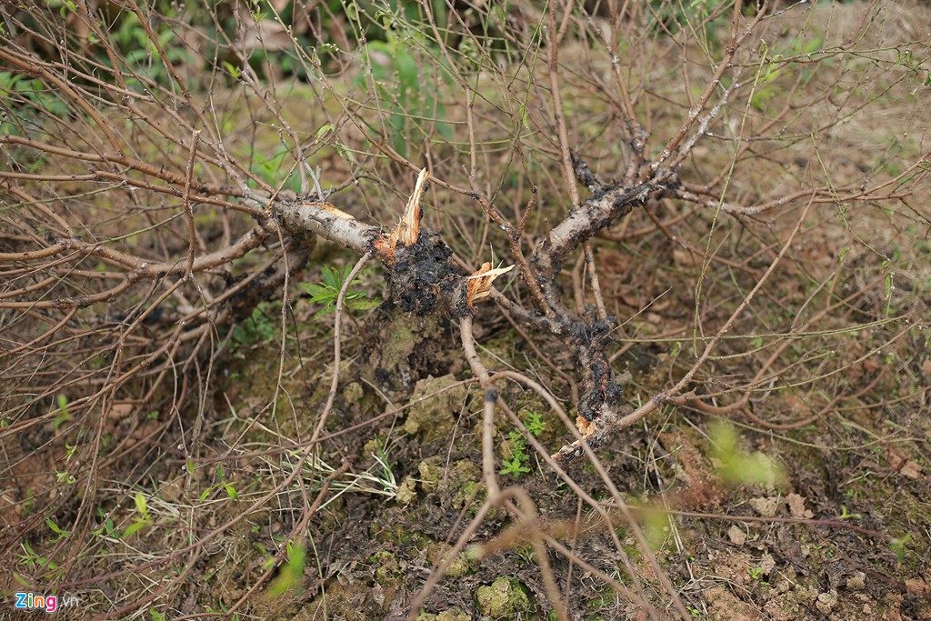 Kẻ xấu chặt hạ h&agrave;ng trăm gốc đ&agrave;o của người d&acirc;n trong đ&ecirc;m - Ảnh 5.