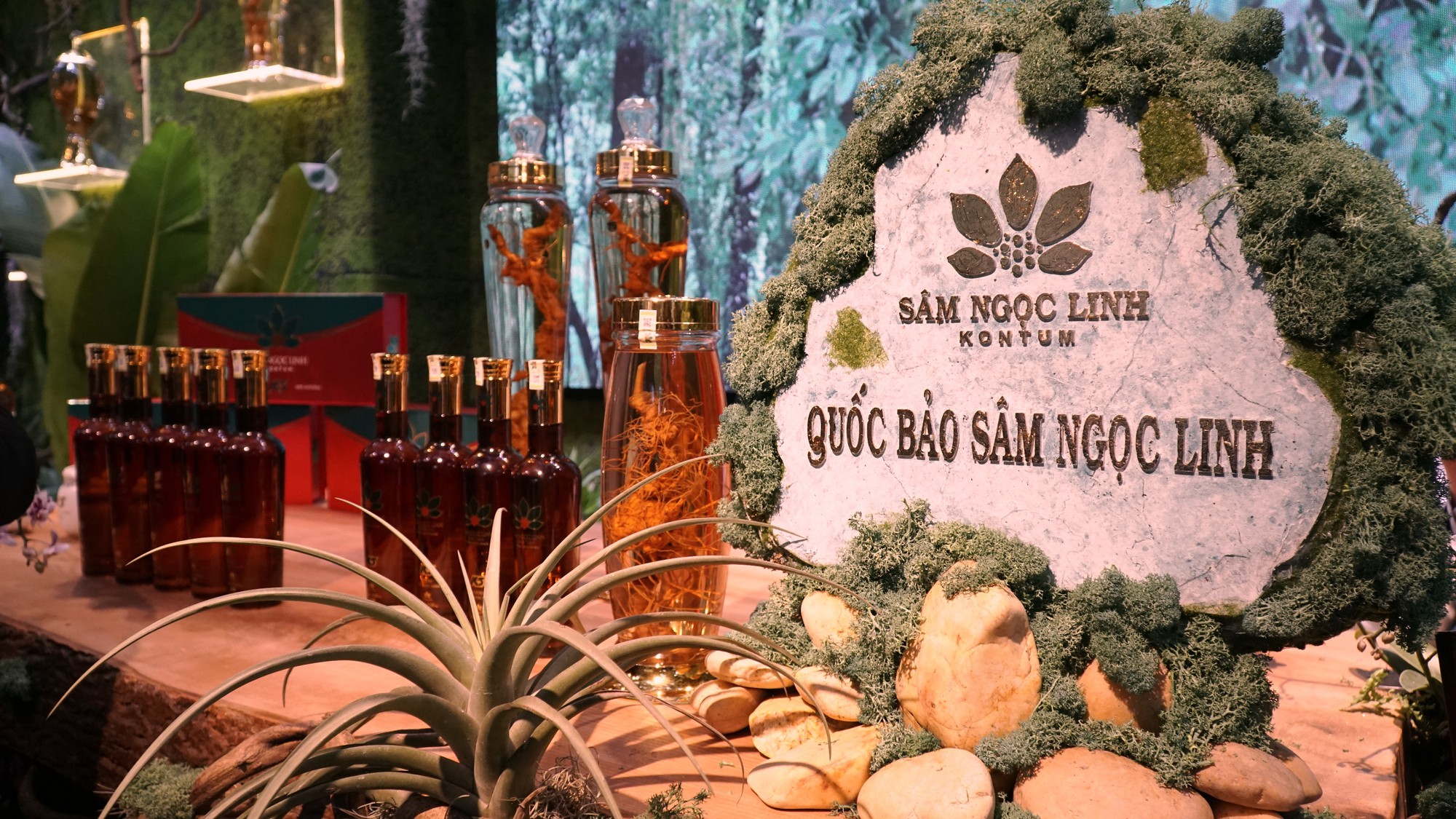 Kon Tum đưa báu vật đại ngàn xuống Thủ đô - Ảnh 1.
