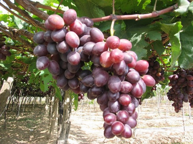 Ph&acirc;n biệt tr&aacute;i c&acirc;y ngậm h&oacute;a chất tr&aacute;nh mua nhầm dịp Tết - Ảnh 8.