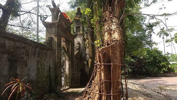 Sự thật về vụ trộm cành cây sưa trăm tỉ đồng
