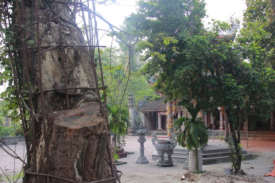 Sự thật về vụ trộm cành cây sưa trăm tỉ đồng - Ảnh 1.
