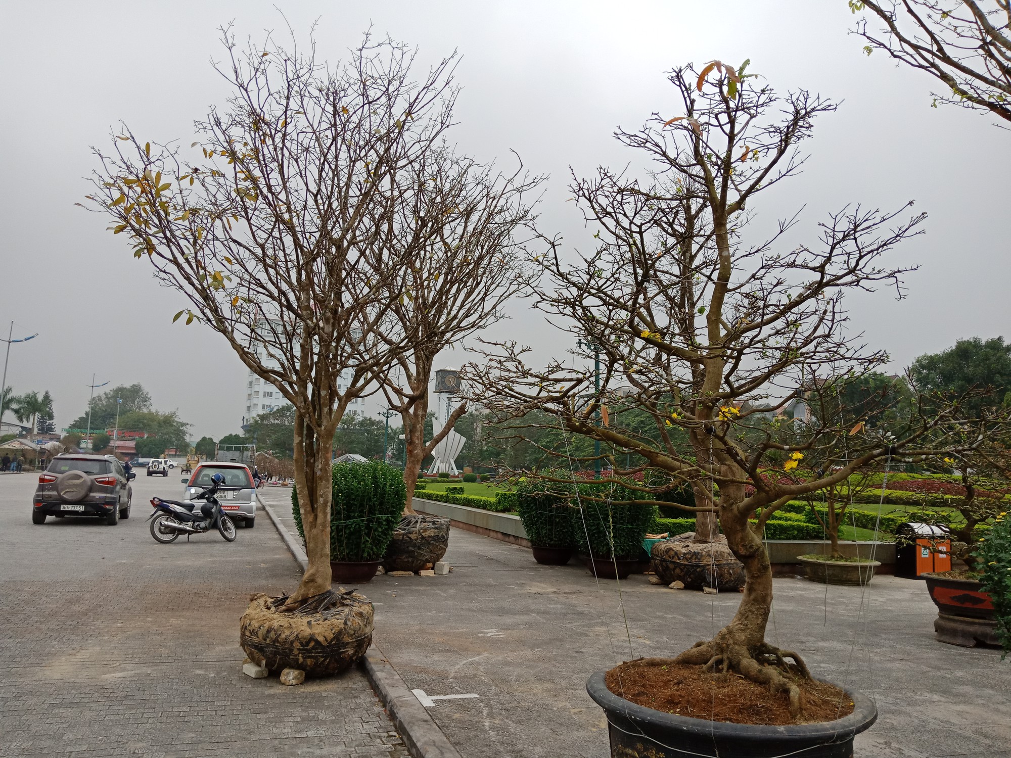 3 &ldquo;cụ&rdquo; mai trăm tuổi từ Huế ra Thanh H&oacute;a với gi&aacute; h&agrave;ng trăm triệu đồng - Ảnh 2.