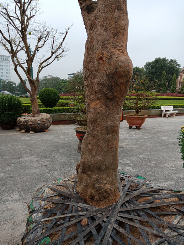 3 &ldquo;cụ&rdquo; mai trăm tuổi từ Huế ra Thanh H&oacute;a với gi&aacute; h&agrave;ng trăm triệu đồng - Ảnh 5.