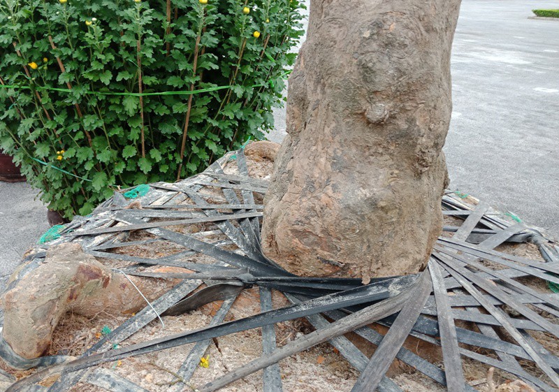 3 &ldquo;cụ&rdquo; mai trăm tuổi từ Huế ra Thanh H&oacute;a với gi&aacute; h&agrave;ng trăm triệu đồng - Ảnh 4.