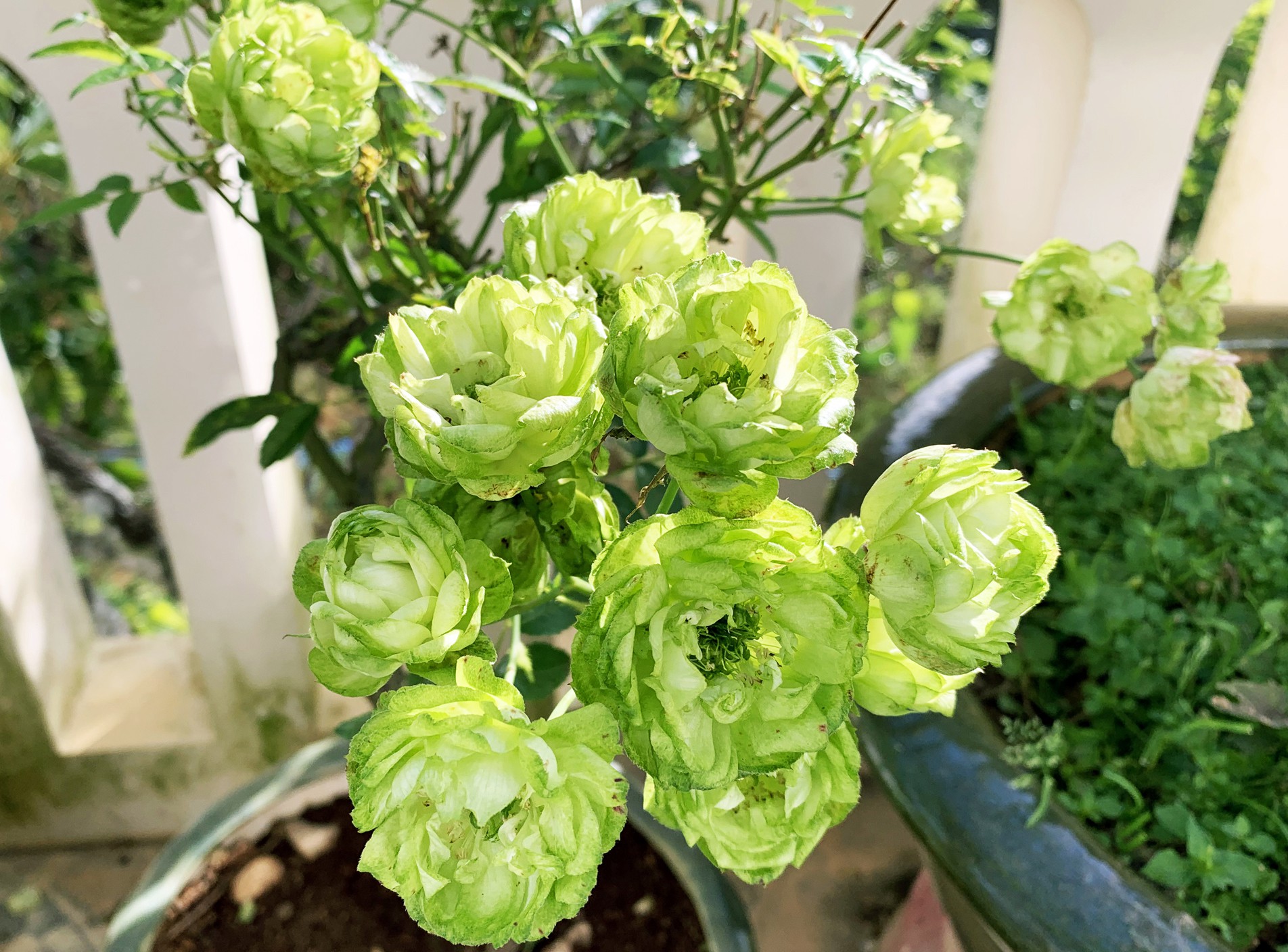 Hoa hồng xanh, sung Mỹ, dưa pepino Đà Lạt gây sốt dịp Tết Kỷ Hợi