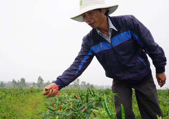  Trồng ớt tr&aacute;i vụ đ&oacute;n Tết, n&ocirc;ng d&acirc;n thu gần 1 triệu đồng mỗi ng&agrave;y  - Ảnh 1.