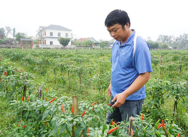  Trồng ớt tr&aacute;i vụ đ&oacute;n Tết, n&ocirc;ng d&acirc;n thu gần 1 triệu đồng mỗi ng&agrave;y  - Ảnh 3.