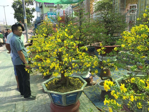 Sôi động thị trường mai Tết