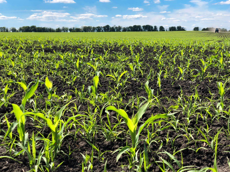 Bộ Y tế Canada bảo lưu kết luận về tính an toàn của thuốc trừ cỏ Glyphosate
