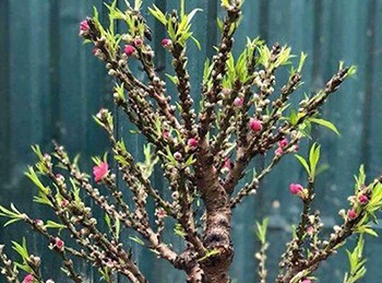 Hoa đào Trung Quốc tiền triệu tràn ngập chợ Tết