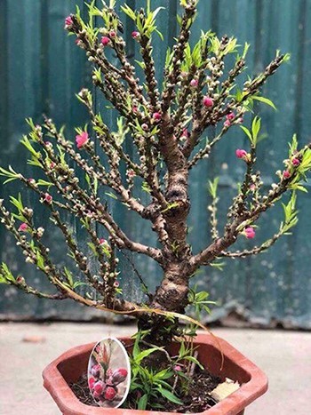 Hoa đ&agrave;o Trung Quốc tiền triệu tr&agrave;n ngập chợ Tết - Ảnh 1.