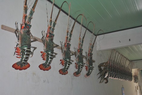 Về nơi tôm hùm chỉ để... treo tường! - Ảnh 3.