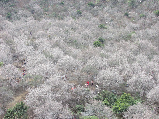 Cao nguyên Mộc Châu chìm đắm trong màu trắng hoa mơ