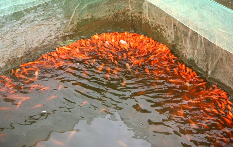 Nhộn nhịp ở l&agrave;ng nu&ocirc;i c&aacute; ch&eacute;p đỏ &ldquo;c&otilde;ng&rdquo; &ocirc;ng C&ocirc;ng, &ocirc;ng T&aacute;o về trời - Ảnh 8.