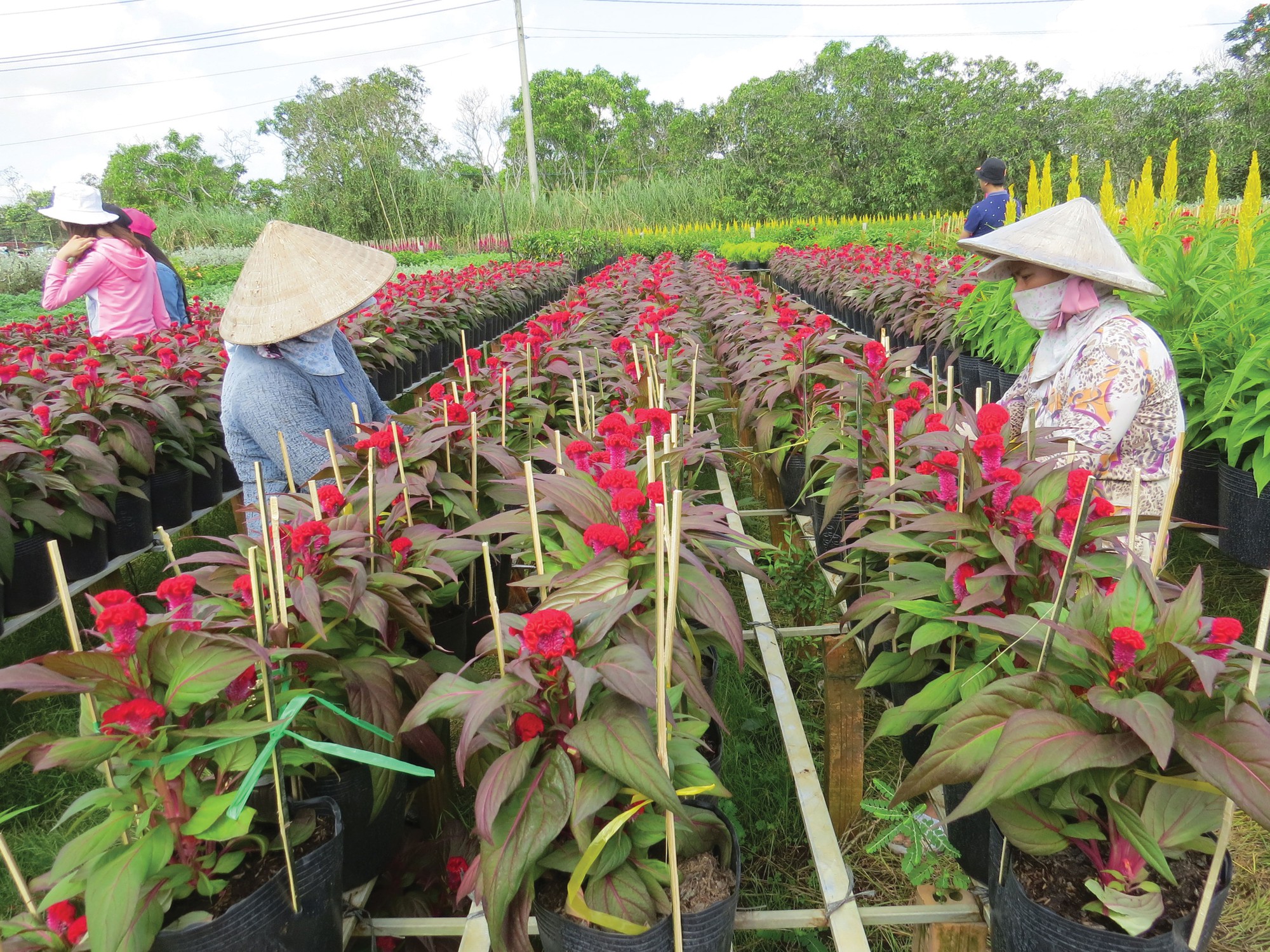 Phập phù hoa kiểng Tết