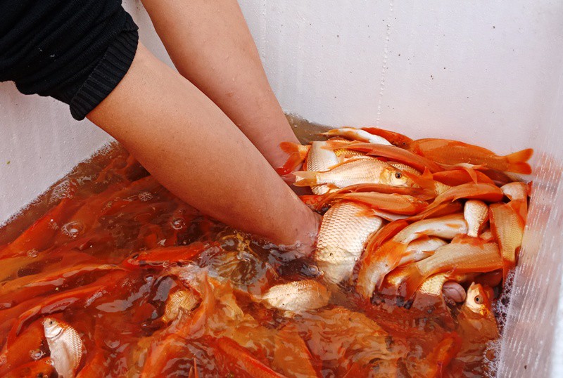 Nhộn nhịp ở l&agrave;ng nu&ocirc;i c&aacute; ch&eacute;p đỏ &ldquo;c&otilde;ng&rdquo; &ocirc;ng C&ocirc;ng, &ocirc;ng T&aacute;o về trời - Ảnh 9.