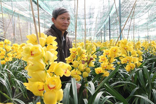 Phập phù hoa kiểng Tết: "Thủ phủ" hoa điêu đứng