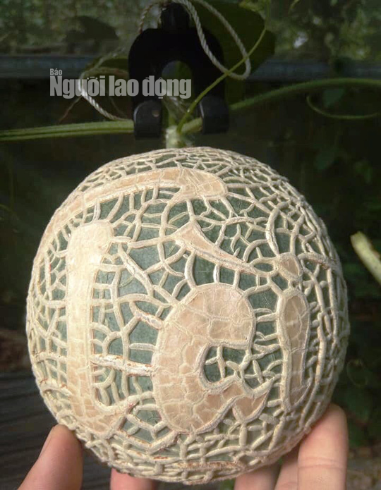 Ngắm dưa lưới T&agrave;i - Lộc - Ph&uacute;c - Thọ chưng Tết gi&aacute; bạc triệu - Ảnh 1.