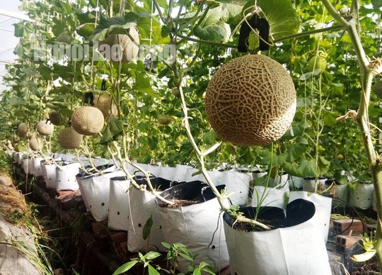 Ngắm dưa lưới "Tài - Lộc - Phúc - Thọ" chưng Tết giá bạc triệu