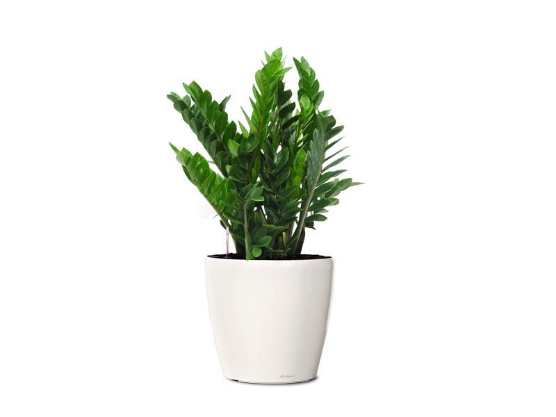 Cây trồng trong nhà mang lại tài lộc và sức khỏe năm mới - Ảnh 1.