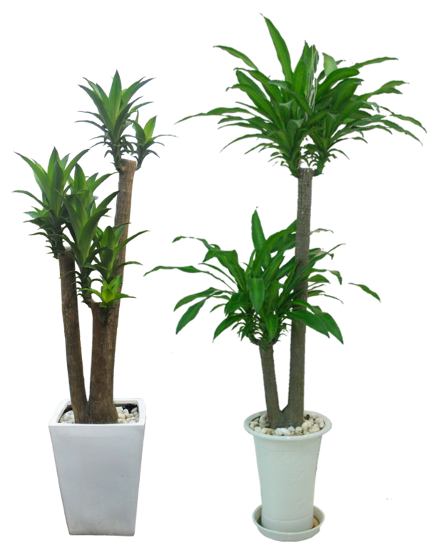 Cây trồng trong nhà mang lại tài lộc và sức khỏe năm mới - Ảnh 2.