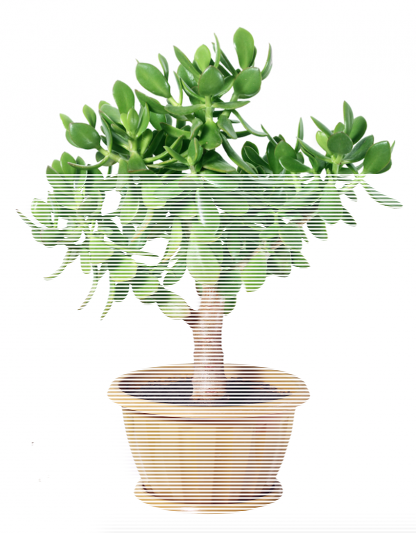 Cây trồng trong nhà mang lại tài lộc và sức khỏe năm mới - Ảnh 6.