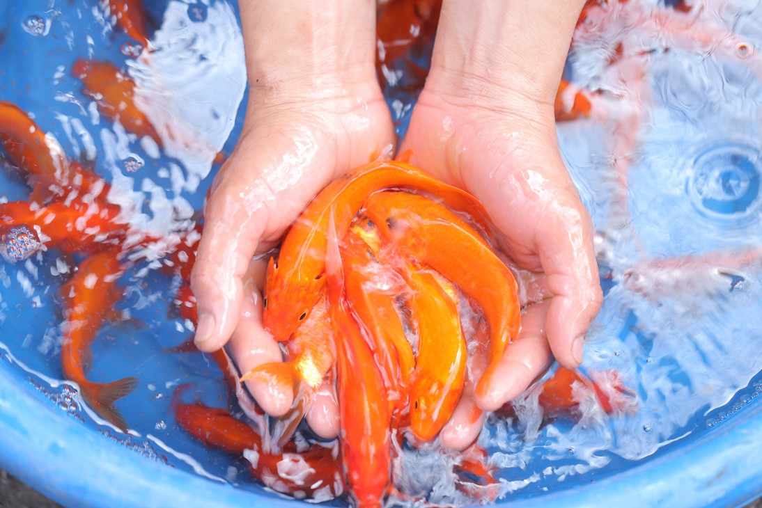 Sinh viên lên cầu Long Biên hỗ trợ người dân thả cá không thả rác - Ảnh 1.