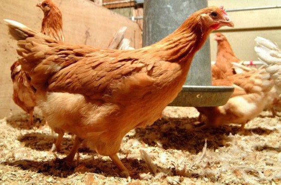 Gà mang gene người đẻ ra trứng "thần dược"