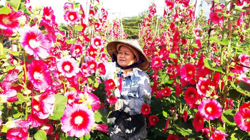 Phập phù hoa kiểng Tết (*): Nhà vườn lãnh đủ - Ảnh 2.