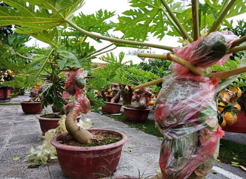 Đ&agrave;o cổ thụ từ Hải Ph&ograve;ng v&agrave;o chợ Tết Thanh H&oacute;a được &ldquo;h&eacute;t&rdquo; gi&aacute; 100 triệu đồng - Ảnh 16.