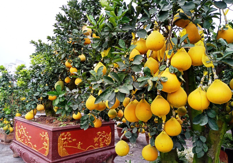 Đ&agrave;o cổ thụ từ Hải Ph&ograve;ng v&agrave;o chợ Tết Thanh H&oacute;a được &ldquo;h&eacute;t&rdquo; gi&aacute; 100 triệu đồng - Ảnh 15.