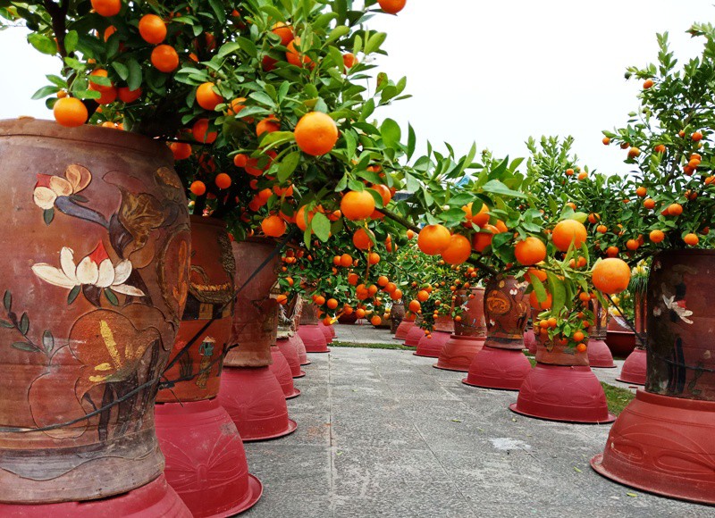 Đ&agrave;o cổ thụ từ Hải Ph&ograve;ng v&agrave;o chợ Tết Thanh H&oacute;a được &ldquo;h&eacute;t&rdquo; gi&aacute; 100 triệu đồng - Ảnh 14.