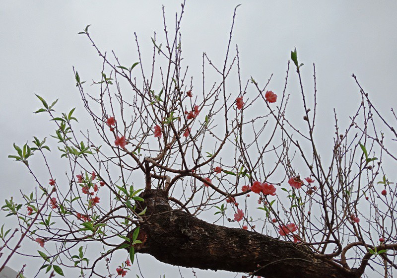 Đ&agrave;o cổ thụ từ Hải Ph&ograve;ng v&agrave;o chợ Tết Thanh H&oacute;a được &ldquo;h&eacute;t&rdquo; gi&aacute; 100 triệu đồng - Ảnh 7.