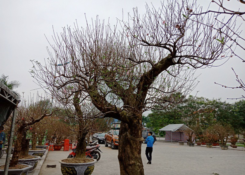 Đ&agrave;o cổ thụ từ Hải Ph&ograve;ng v&agrave;o chợ Tết Thanh H&oacute;a được &ldquo;h&eacute;t&rdquo; gi&aacute; 100 triệu đồng - Ảnh 1.
