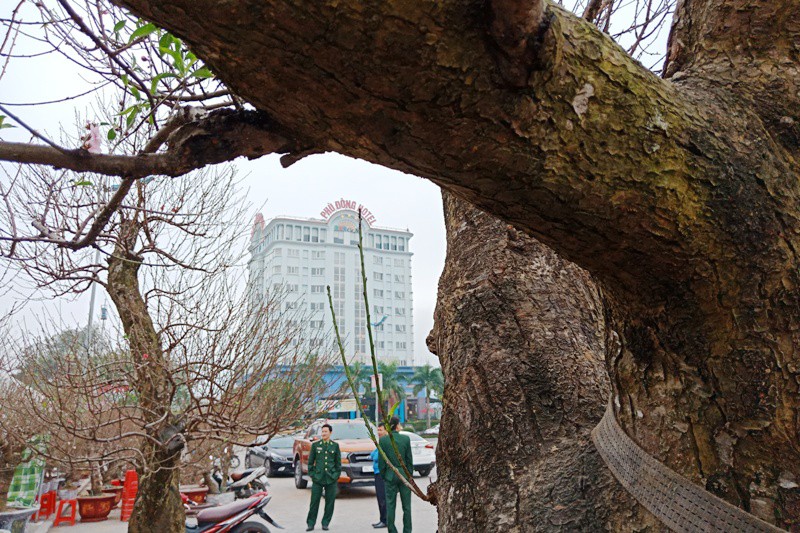 Đ&agrave;o cổ thụ từ Hải Ph&ograve;ng v&agrave;o chợ Tết Thanh H&oacute;a được &ldquo;h&eacute;t&rdquo; gi&aacute; 100 triệu đồng - Ảnh 3.