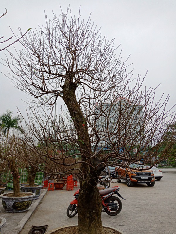 Đ&agrave;o cổ thụ từ Hải Ph&ograve;ng v&agrave;o chợ Tết Thanh H&oacute;a được &ldquo;h&eacute;t&rdquo; gi&aacute; 100 triệu đồng - Ảnh 6.