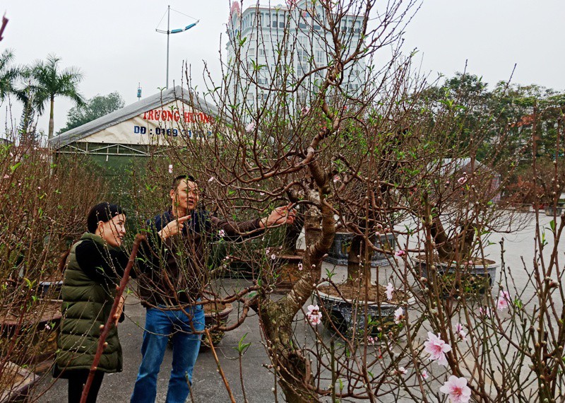 Đ&agrave;o cổ thụ từ Hải Ph&ograve;ng v&agrave;o chợ Tết Thanh H&oacute;a được &ldquo;h&eacute;t&rdquo; gi&aacute; 100 triệu đồng - Ảnh 11.