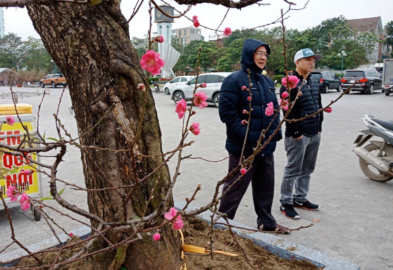 Đ&agrave;o cổ thụ từ Hải Ph&ograve;ng v&agrave;o chợ Tết Thanh H&oacute;a được &ldquo;h&eacute;t&rdquo; gi&aacute; 100 triệu đồng - Ảnh 9.